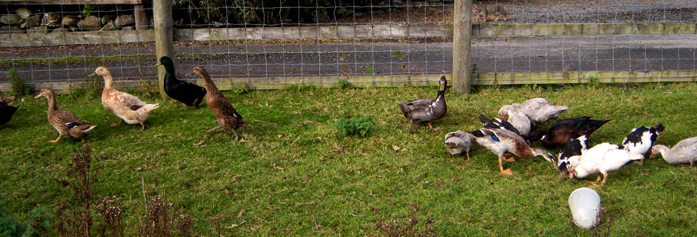 Accommodation near Knock - Accommodation near Mayo Abbey - Accomodation near Claremorris - Accommodation near Ballintubber Abbey