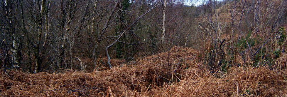 Walking Holidays Claremorris, Westport - Scenic countryside walks in the West of Ireland